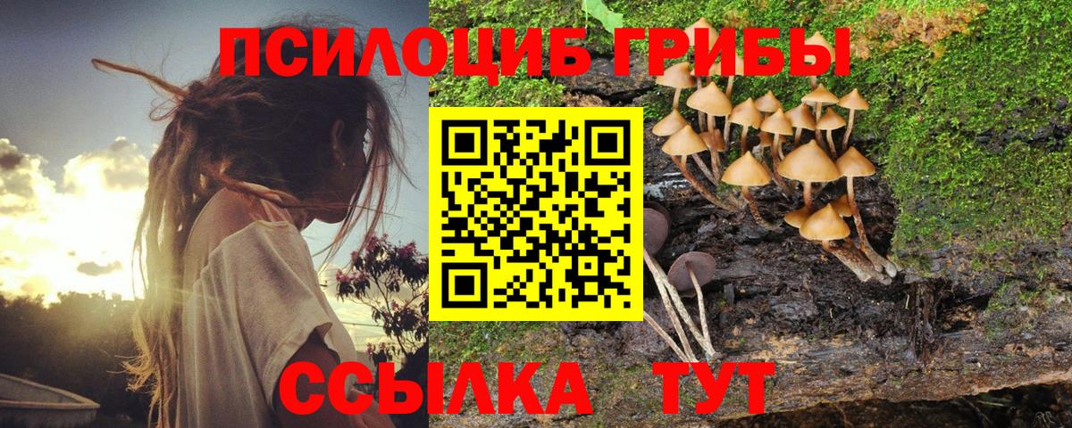 Людиново  Галлюциногенные грибы Cubensis  Вход с VPN 